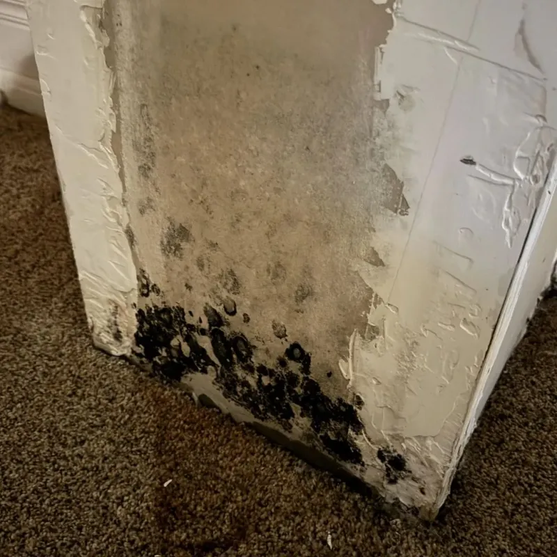 Professional Mold Removal in Rose Hill, KS